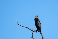 Kormoran im Baumwipfel