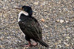 Kormoran im Beagle Kanal (Feuerland)