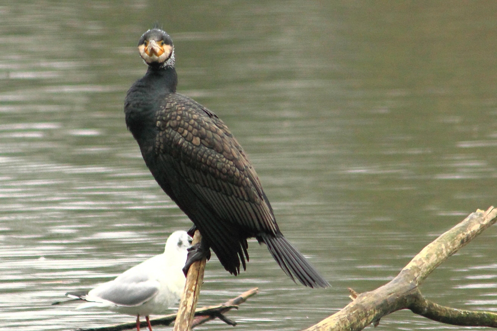 Kormoran im Blickkontakt..