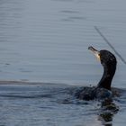 Kormoran im Bruchsee (Heppenheim) (I)