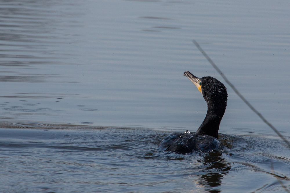 Kormoran im Bruchsee (Heppenheim) (I)