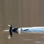 Kormoran im Bruchsee (Heppenheim) (II)