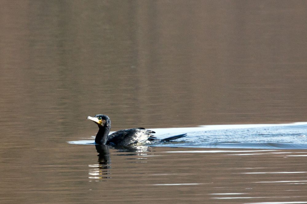 Kormoran im Bruchsee (Heppenheim) (II)