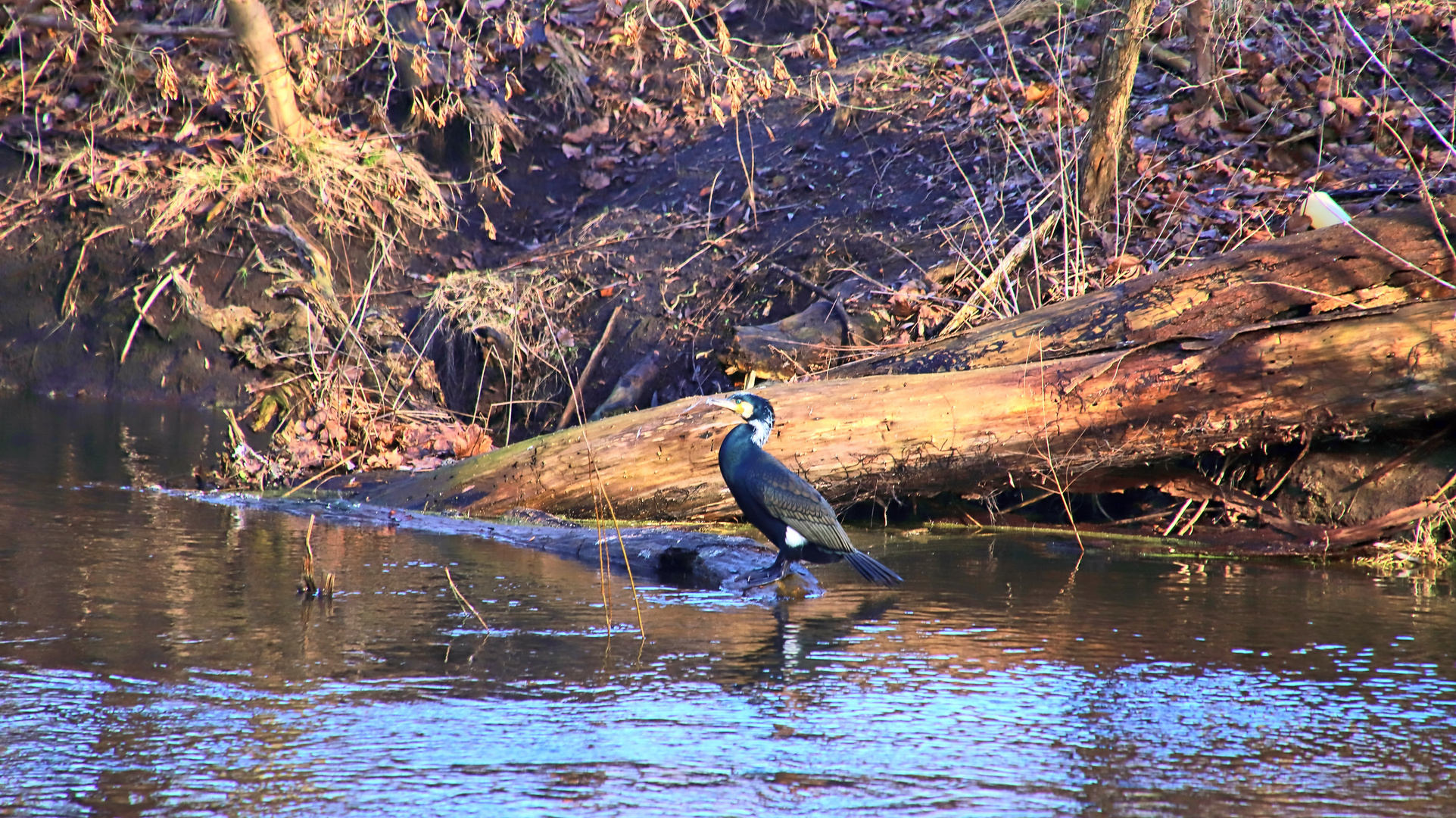 Kormoran im Brutkleid