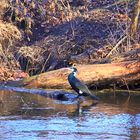 Kormoran im Brutkleid