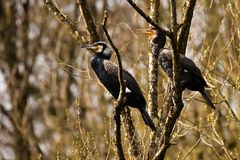 Kormoran im Doppelpack