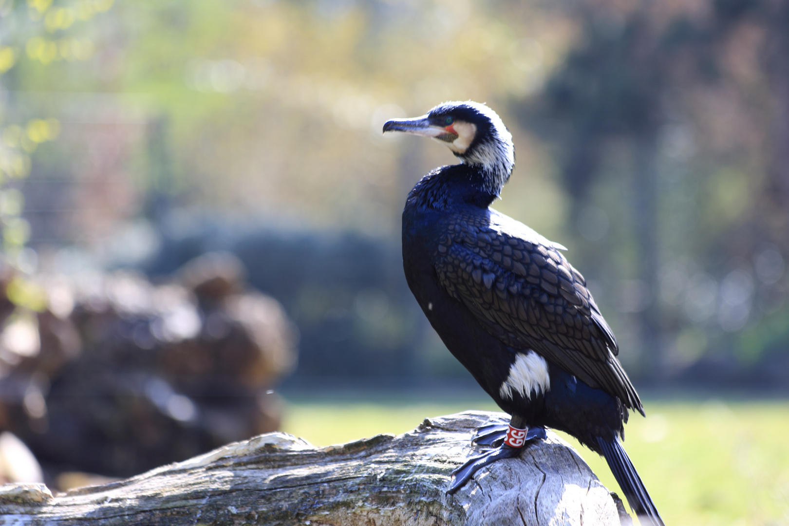 Kormoran im Dortmunder Zoo