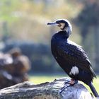 Kormoran im Dortmunder Zoo