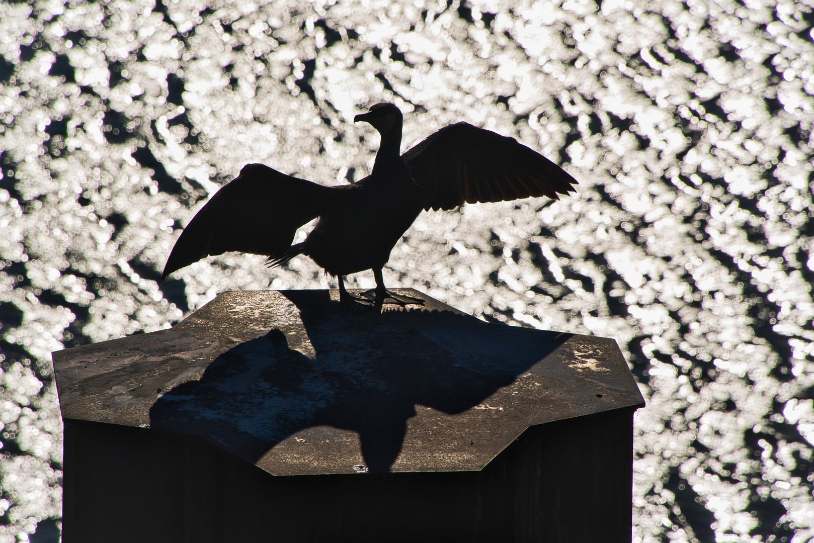 Kormoran im Duisburger Innenhafen