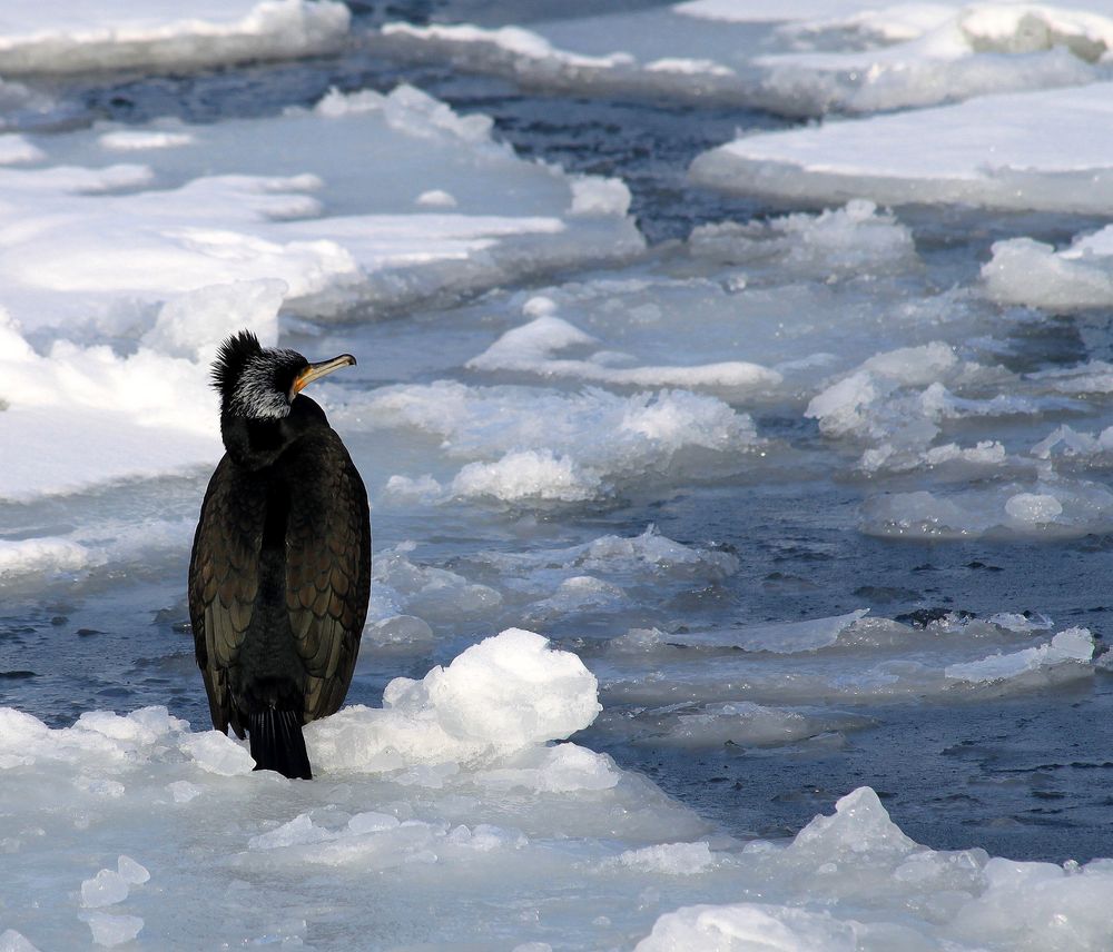 Kormoran im Eis