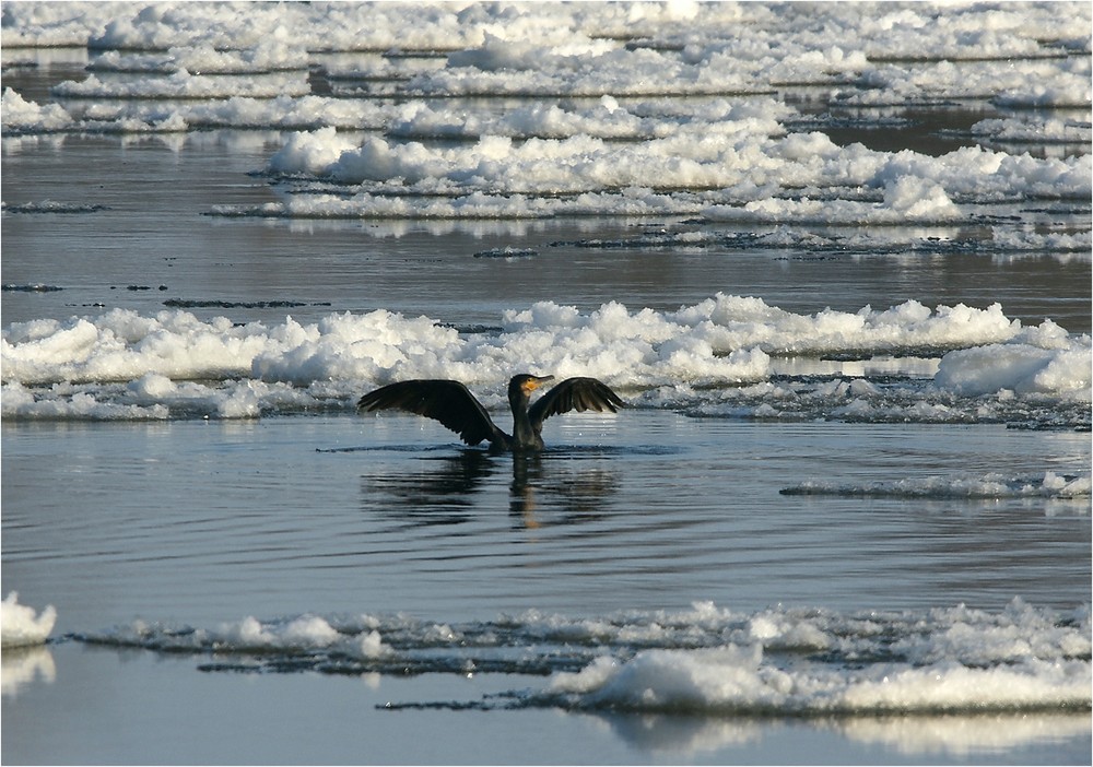 Kormoran im Eispool