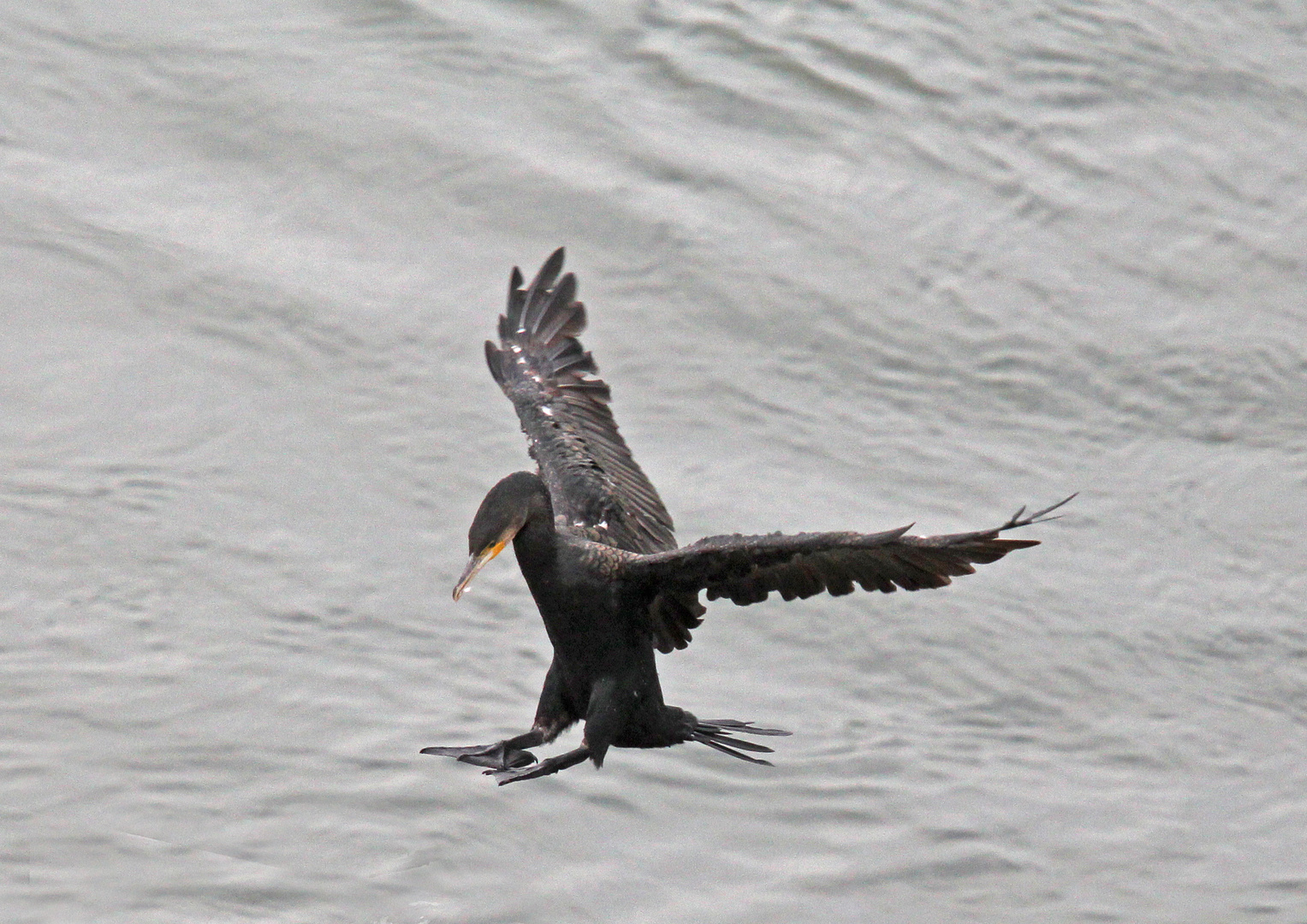 Kormoran im "Endanflug"  -3-