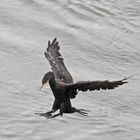 Kormoran im "Endanflug"  -3-