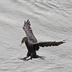 Kormoran im "Endanflug"  -3-