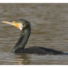 Kormoran im Etang de Charentenay......