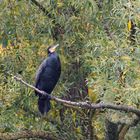 Kormoran im euregiozoo