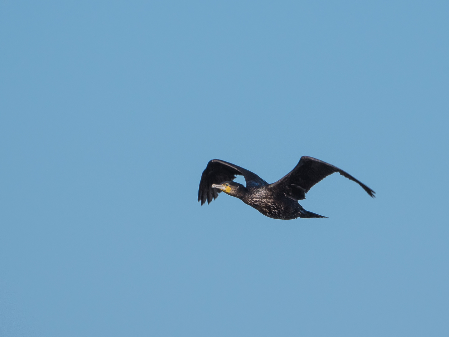 Kormoran im Flug...