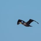 Kormoran im Flug...