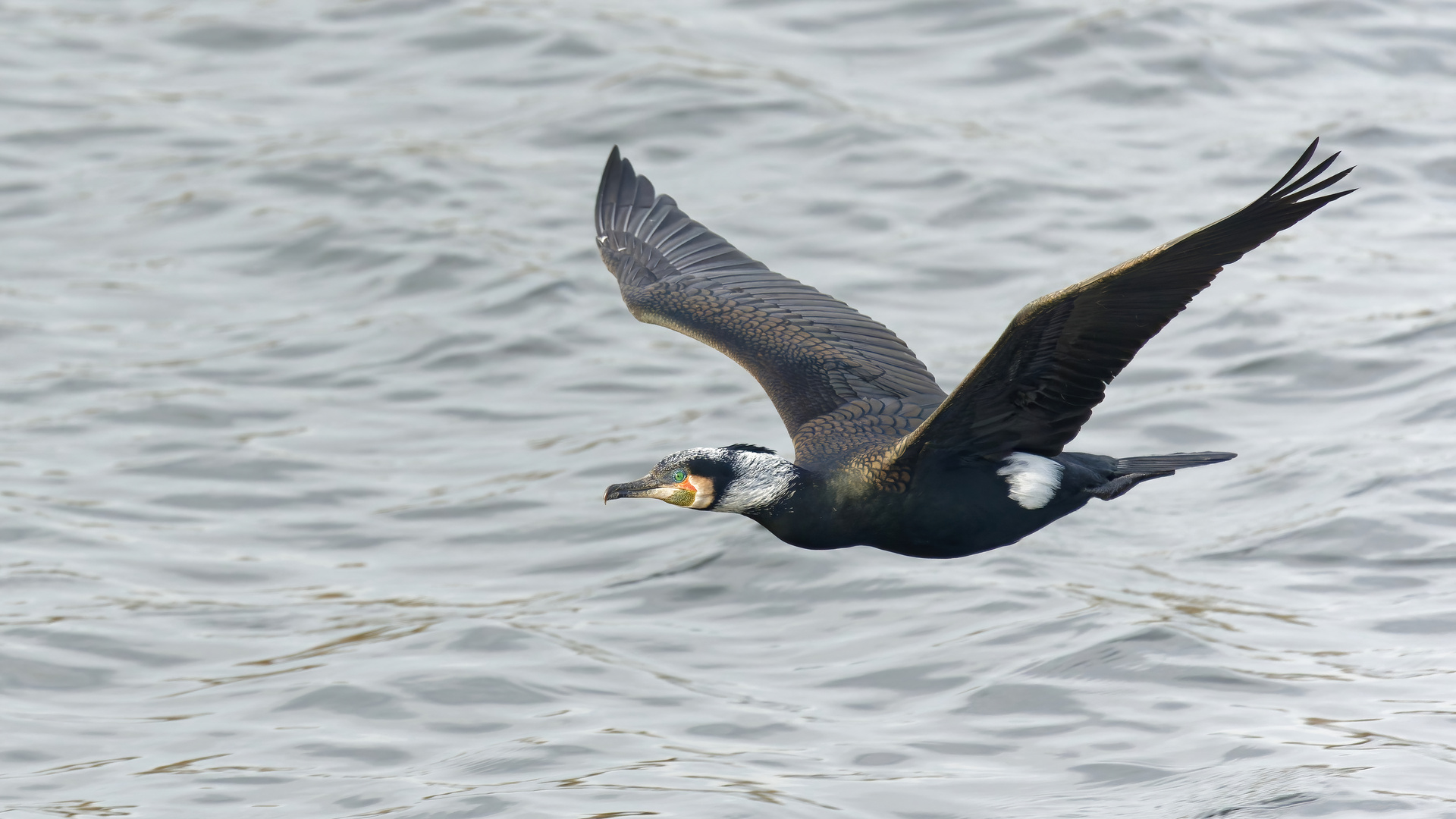 Kormoran im Flug