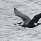 Kormoran im Flug