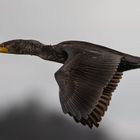 Kormoran im Flug 1