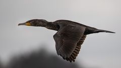 Kormoran im Flug 1