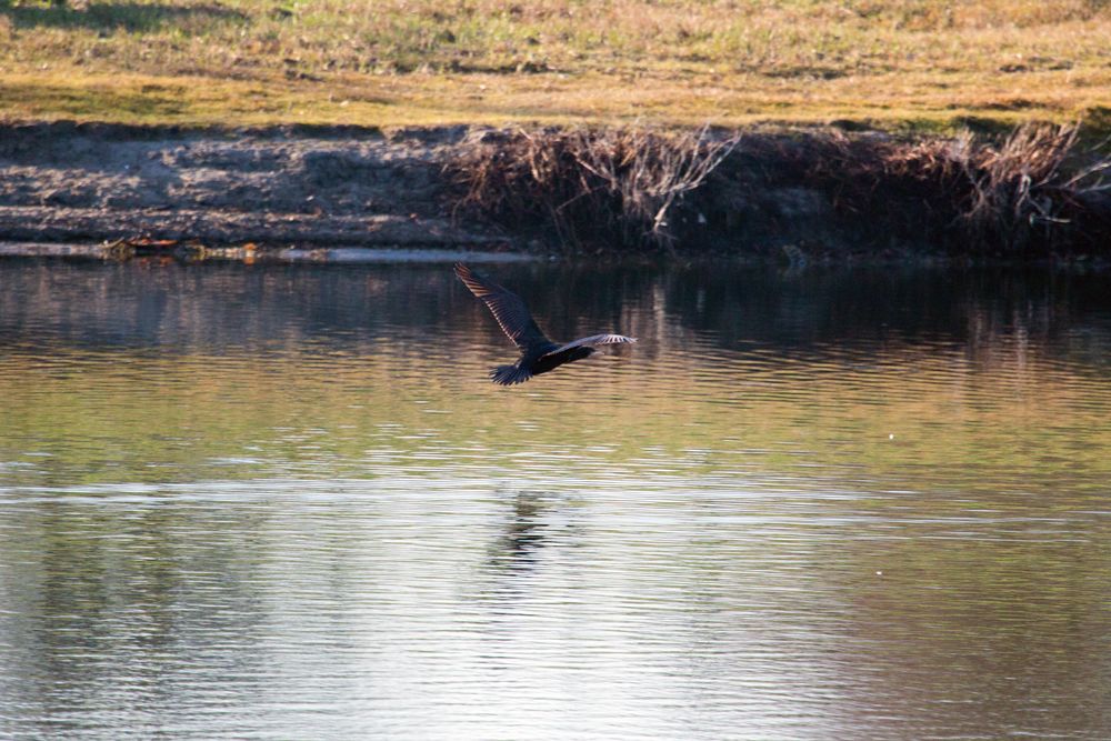 Kormoran im Flug