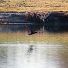 Kormoran im Flug