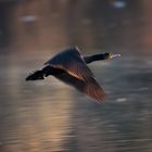 Kormoran im Flug