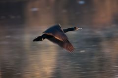 Kormoran im Flug