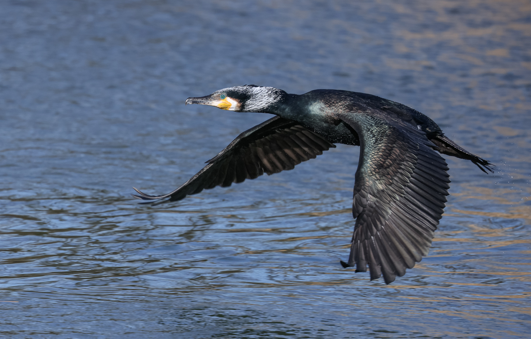 Kormoran im Flug