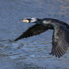 Kormoran im Flug