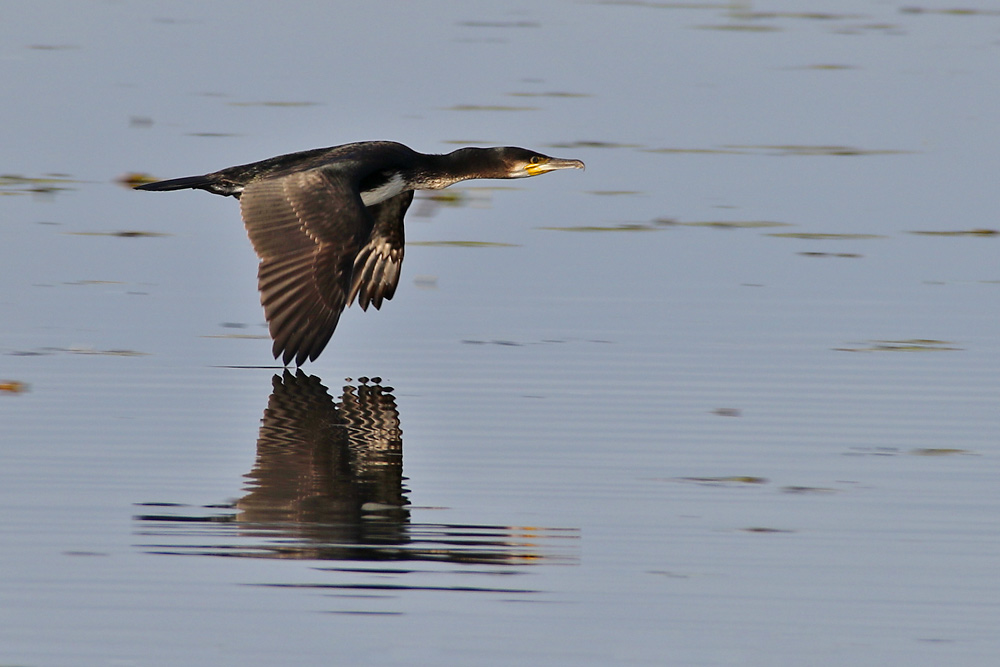 Kormoran im Flug