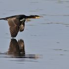 Kormoran im Flug