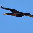 Kormoran im Flug