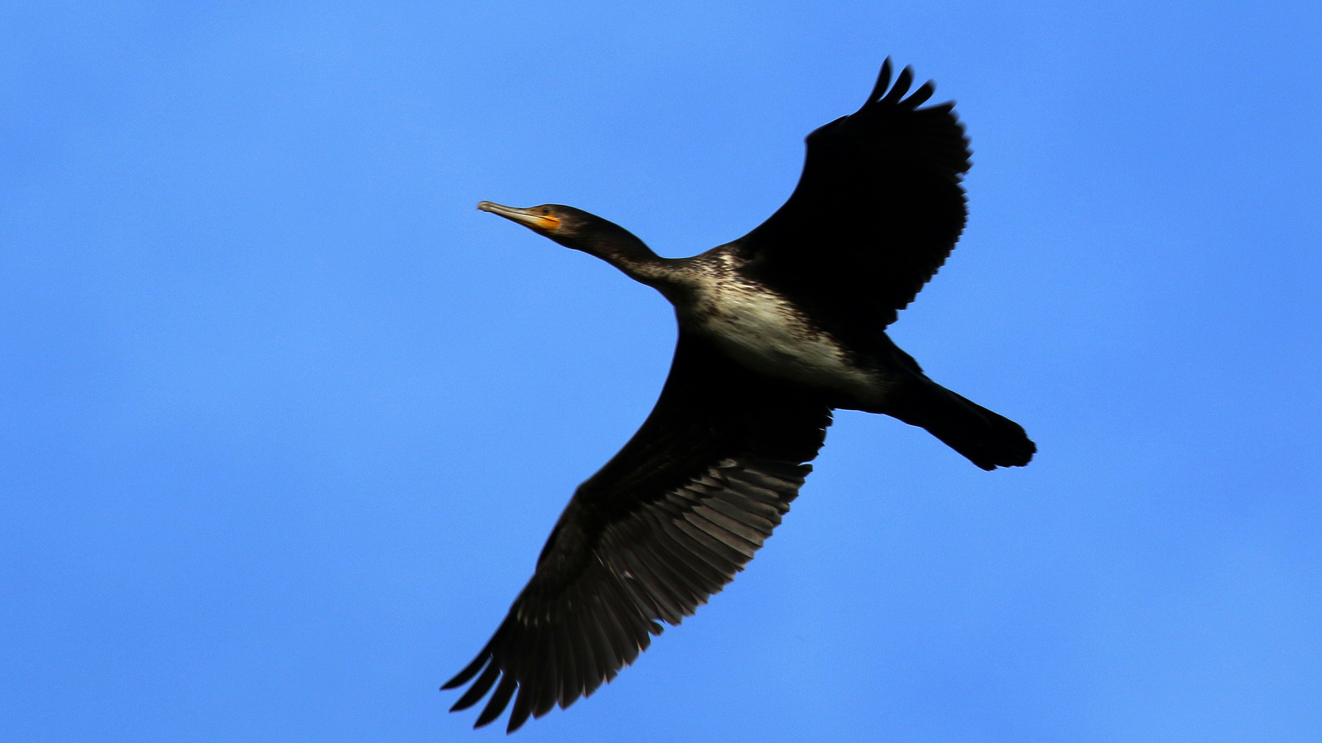 Kormoran im Flug