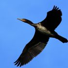 Kormoran im Flug