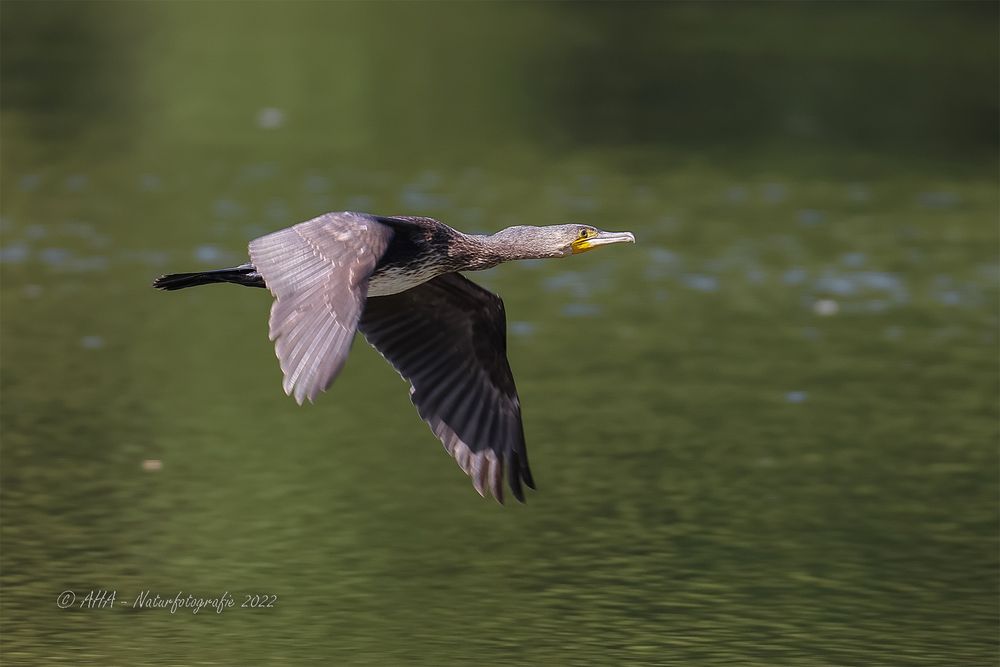 Kormoran im Flug