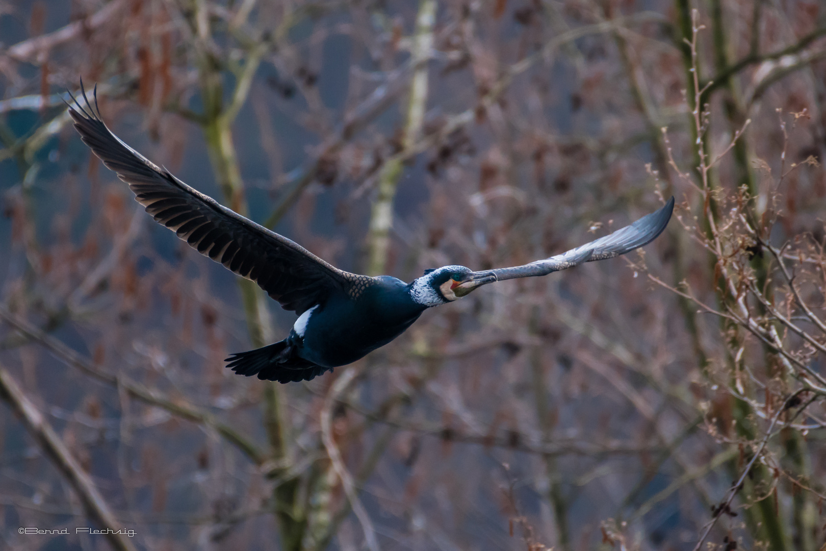 Kormoran  im Flug..