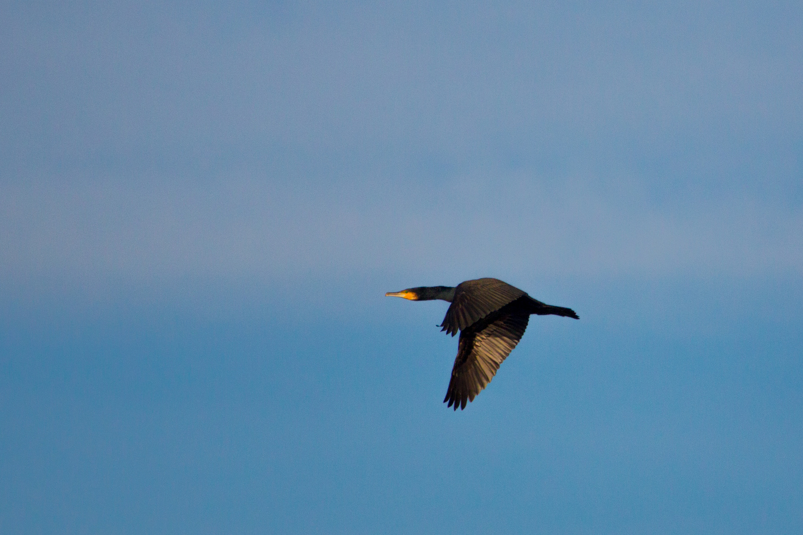 Kormoran im Flug