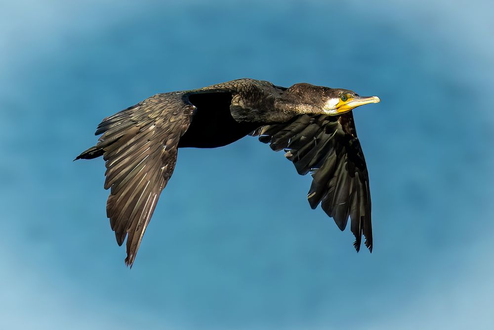 Kormoran im Flug 