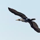 Kormoran im Flug 