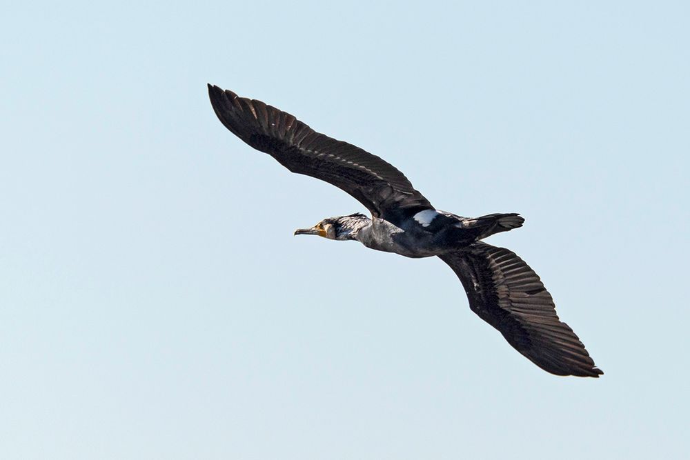 Kormoran im Flug 