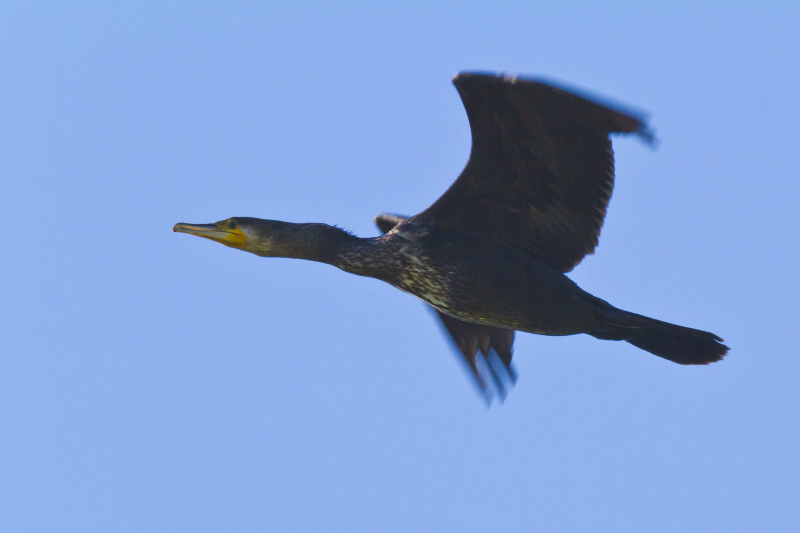 Kormoran im Flug