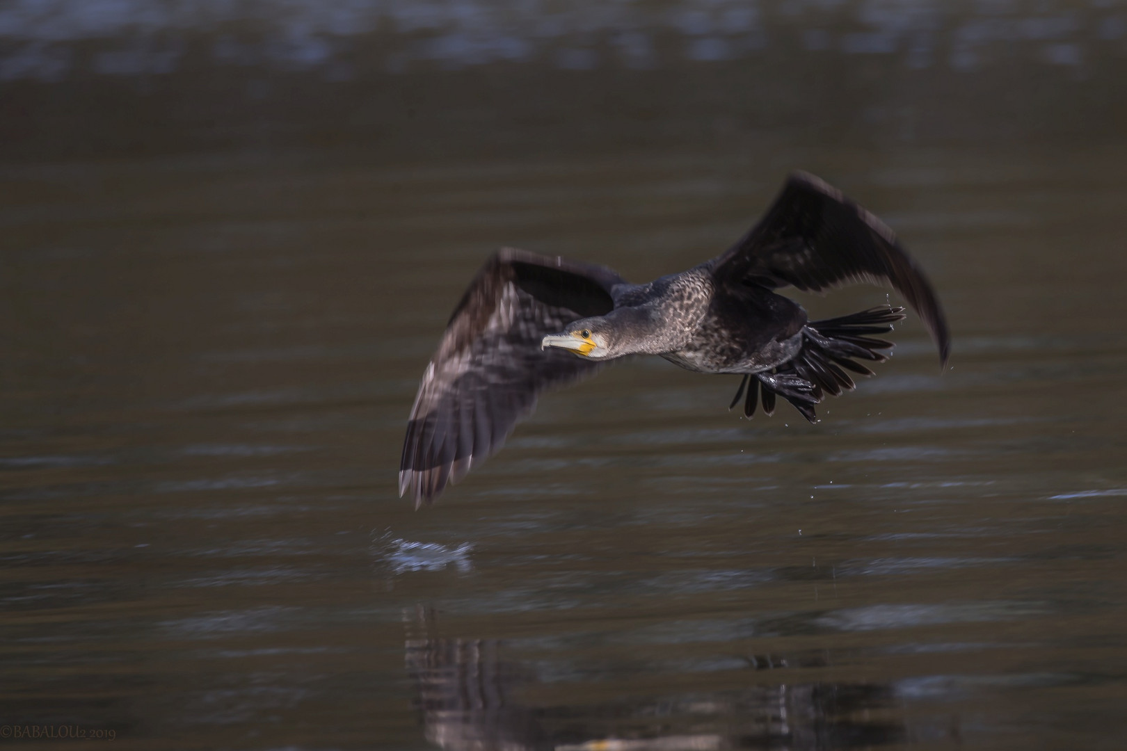  Kormoran im Flug