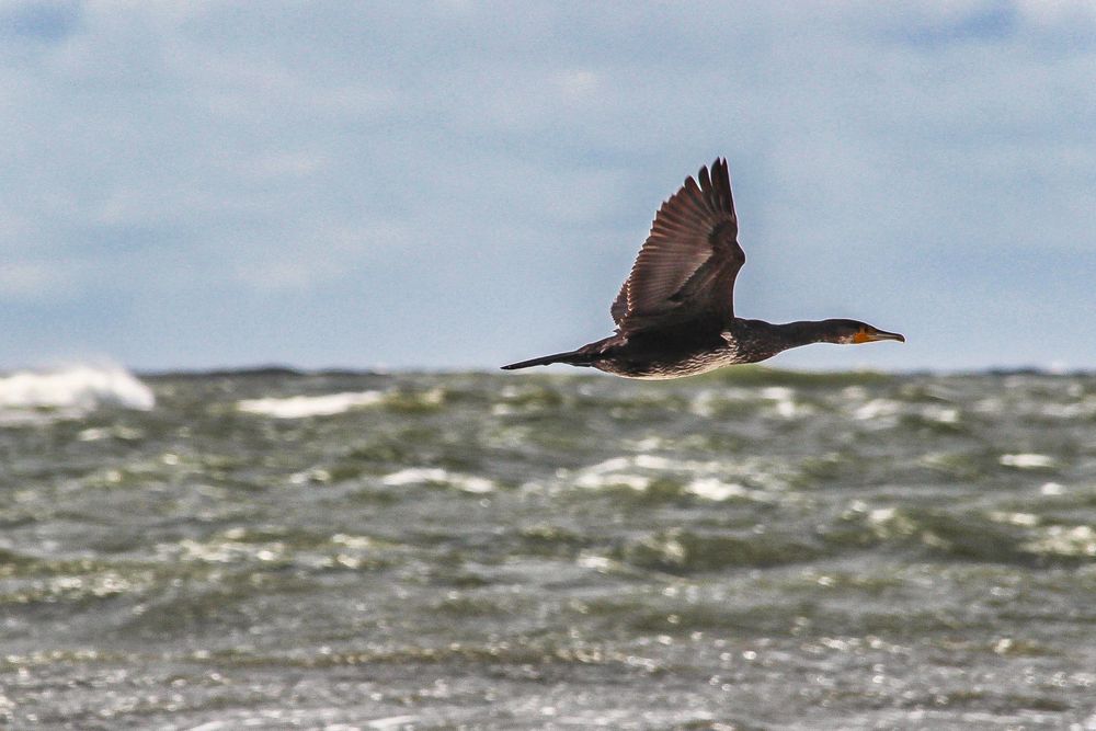 Kormoran im Flug