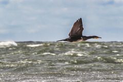 Kormoran im Flug