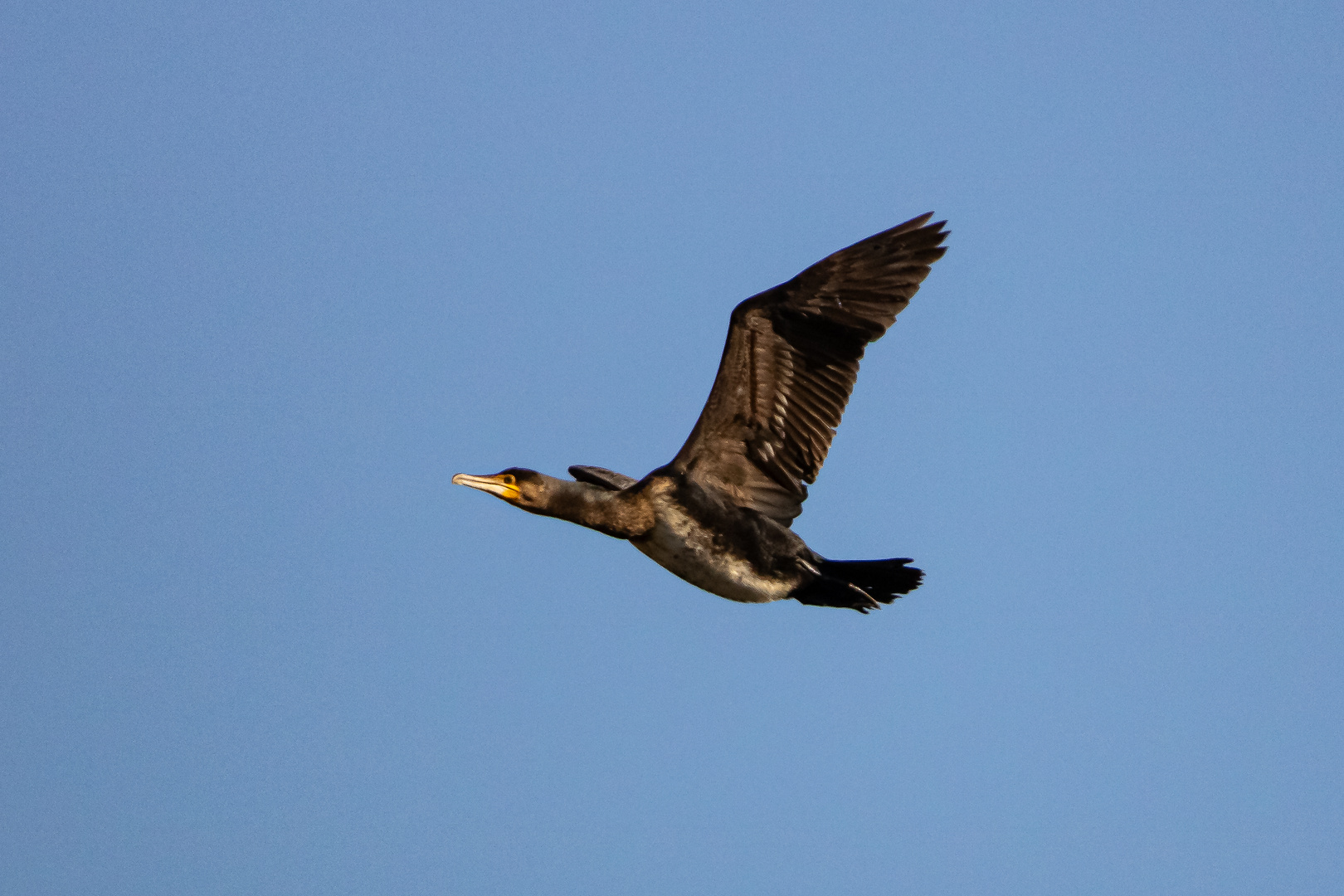 Kormoran im Flug