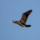 Kormoran im Flug