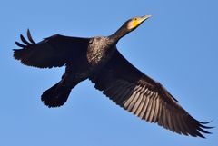 Kormoran im Flug